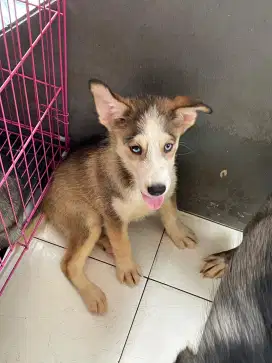 Anak anjing jantan puppy husky mix border collie