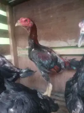 Ayam bangkok kaki mulus (satria sinekti)