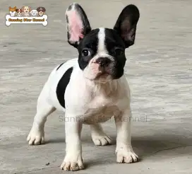 French Bulldog Frenchie Jantan Turunan Impor