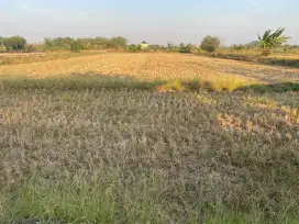 Dijual Sawah SHM secepatnya