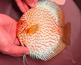 Discus Pigeon Yellow Rounded 5,5 inc Jantan