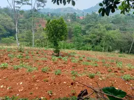 Di Jual Tanah kebun Murah banget pinggir jalan