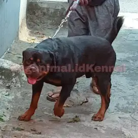 Indukan Rottweiler Sepasang Top Bloodline