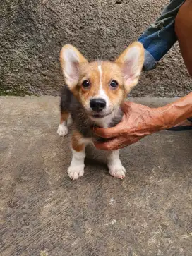 Jual Mini Corgi fluffy Tricolor Jantan