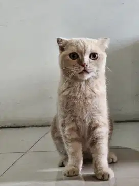 Scottish Fold, Cream, Male, 7 Bulan, Kitten#2