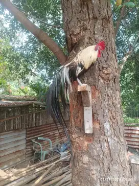 Ayam Hias Ekor Panjang Onagadori