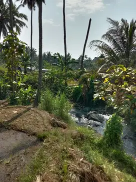 Tanah sawah gunung tua msk mobil lt 500 bata.