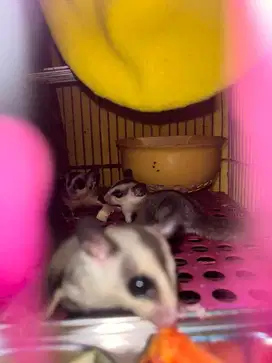 Sugar glider sepasang