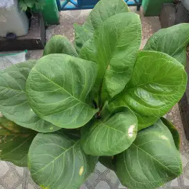 TANAMAN ANTHURIUM JEMANI BIG SIZE SUPER BESAR UMUR LEBIH 13 Tahun