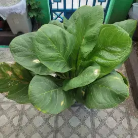 JUAL TANAMAN ANTHURIUM JEMANI BIG SIZE SUPER BESAR UMUR LEBIH 13 TAHUN