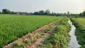 Dijual Sawah - Mojosari