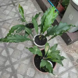 PAKET 3 ANTHURIUM GELOMBANG CINTA