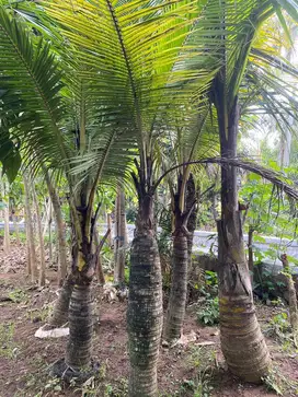 COD Pohon Kelapa Gading