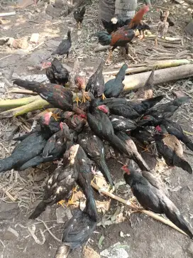 Ayam kampung asli, sehat