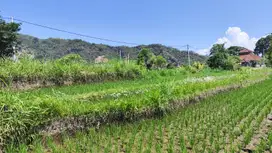 Rice Fields and Mountain Views of 3690 land for sale in Karangasem