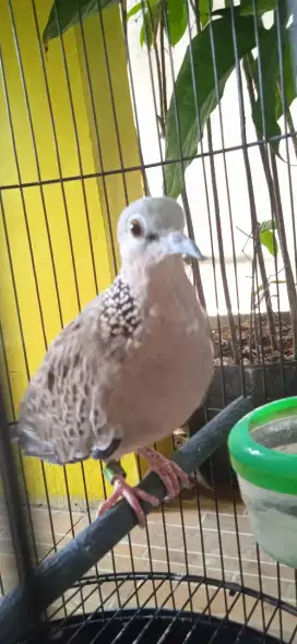 Burung Terukur / Derkuku Indukan Betina Lokal (Baca Deskripsi Iklan)