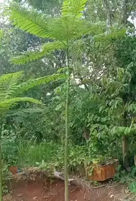Pohon pakis brazil