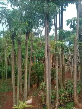 Pohon pule bruping