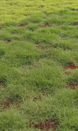 Rumput jepang  taman