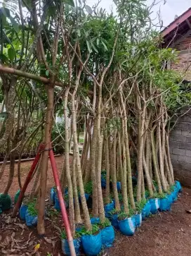 Bibit pohon tabebuya 2 meter lokasi bandar Lampung