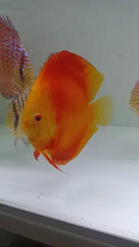 Discus red melon 5 inch betina