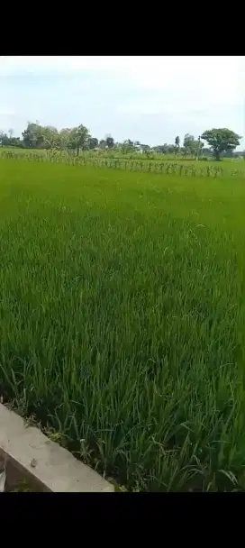 Tanah Sawah Pinggir Jalan Raya