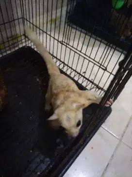 Sugar glider leucistic jantan usia 1.5 tahun indukan jinak