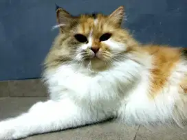 Kucing Persia Calico Betina