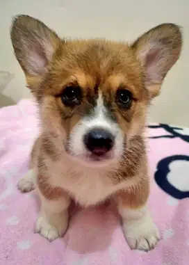 Dijual Murah Puppy/Anakan Anjing Pembroke Welsh Corgi Jantan Male Berk