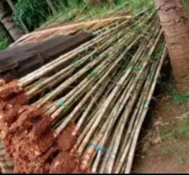 Pohon bambu jepang