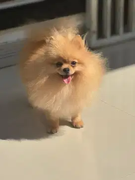 Indukan minipom