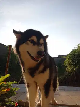 Calon indukan malamute long hair