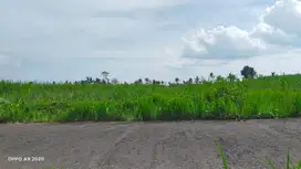 Dijual Murah Tanah Sawah Zona Kuning di Wagir