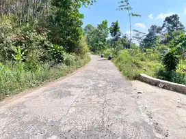 Tanah View Istimewa Hamparan Kebun Teh Kemuning Karanganyar