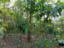 JUAL TANAH KEBUN SHM TANPA PERANTARA