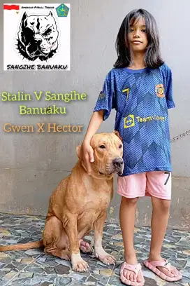 American Pitbull Terrier Remaja