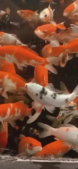 Mau nya di borong kan klo mau ECER juga  ikan  ukaran muai 15 cm 35.cm