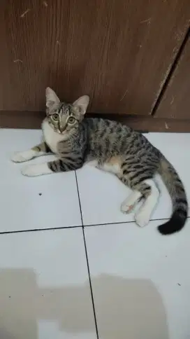 Kucing kitten persia mixdome