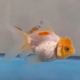 Ikan mas koki oranda tricolour berkonde