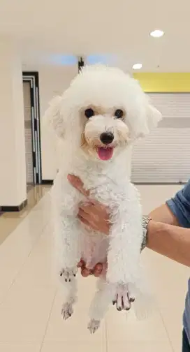 Open Stud White Poodle Jantan