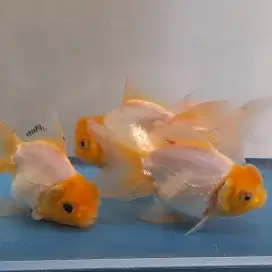 Ikan mas koki oranda snow white berkonde (4 ekor)