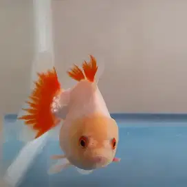 Ikan mas koki oranda butterfly