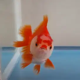 Ikan mas koki oranda muka badut