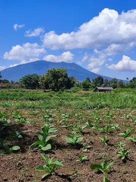 Dijual sawah Subur 8,5ha di Situbondo