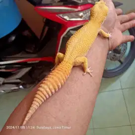 Jual gecko sunglow jantan