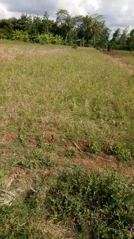 Di jual sawah luas 430M² 30 bata/30 tumbak 15juta nego