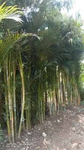 Pohon Palem kuning