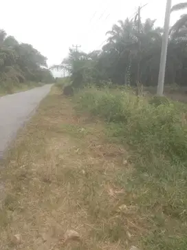 kebun sawit pinggir jalan murah tapung