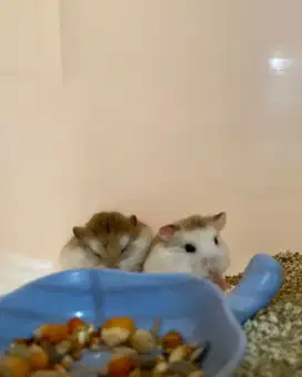 Hamster Roborovski