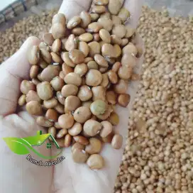 BIBIT BENGKOANG/BIJI BENGKOANG/BENIH BENGKOANG/BIBIT BANGKUANG